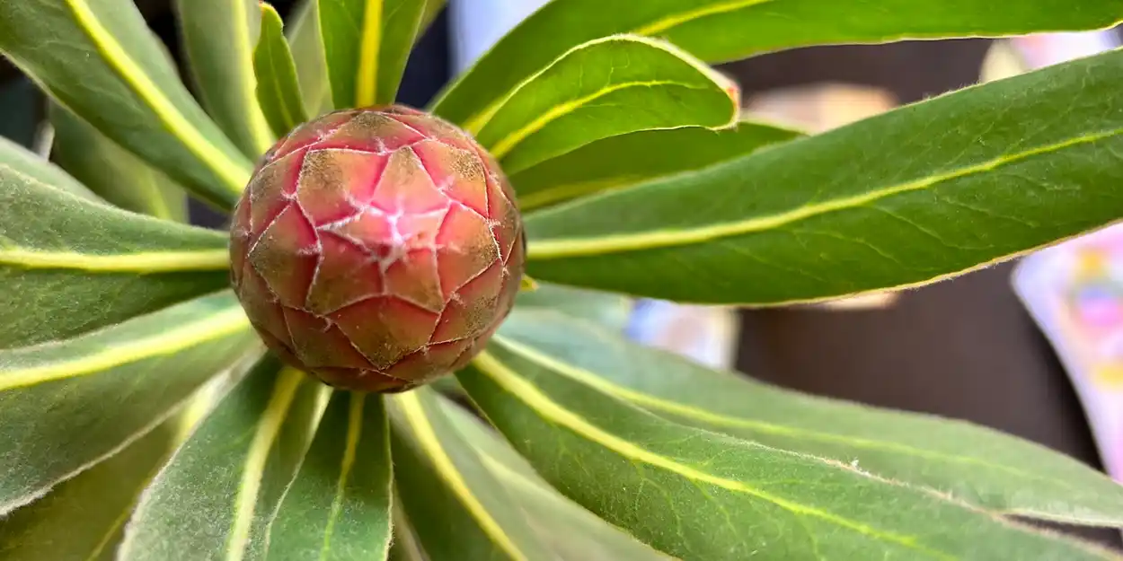 Connect Create Companion